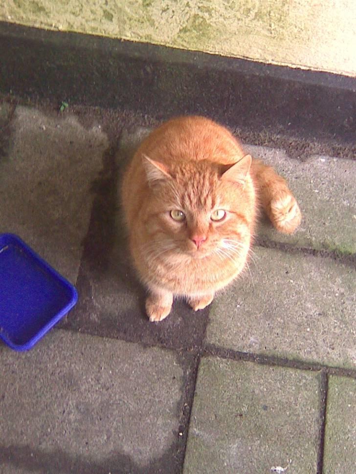 Blanding af racer simba billede 9