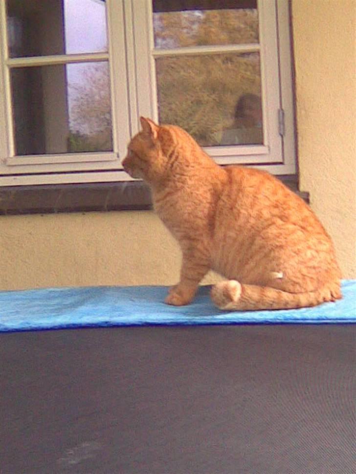 Blanding af racer simba billede 10