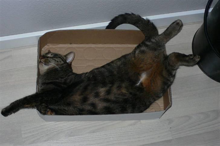 Huskat MISKA... - Endnu et sove billede - for sådan en colakasse er bare lykken billede 4