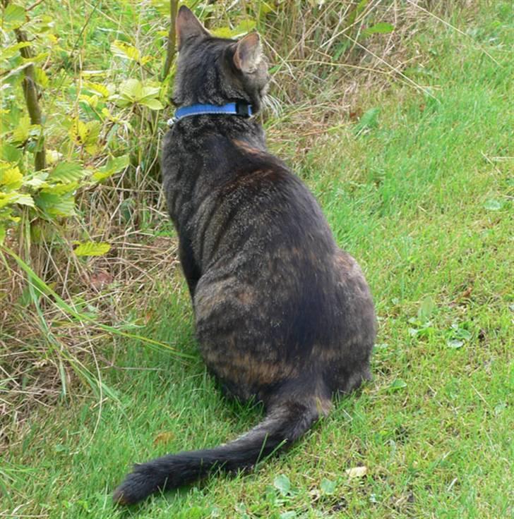 Huskat MISKA... - Her er MISKA i haven - men hun var ikke så villig til at lade sig fotografere billede 5