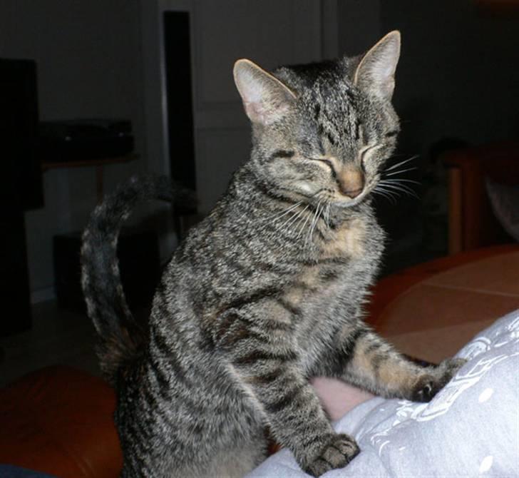 Huskat MISKA... - Lige hentet fra hjemmet (efterår 2006) - tynd og tjavset - men nu (marts 2008) er hun en fin kat på 4 kg. billede 6