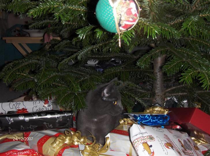 Huskat Bob - "wow er alle de gaver til mig?" billede 8