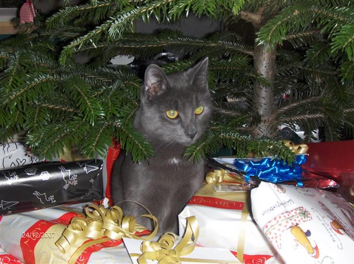 Huskat Bob - "HVAD er de ikke til mig :O" billede 9