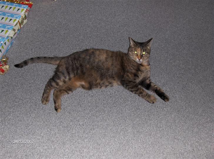 Huskat Mille - "Hvornår ma vi åbne gaver?" billede 13