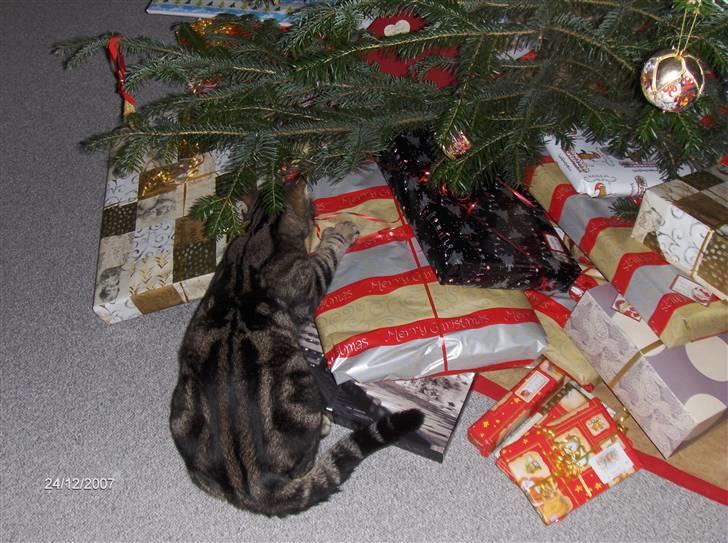 Huskat Big Foot - "UHA! den må være til mig haha xD den er nemlig stor!" billede 8