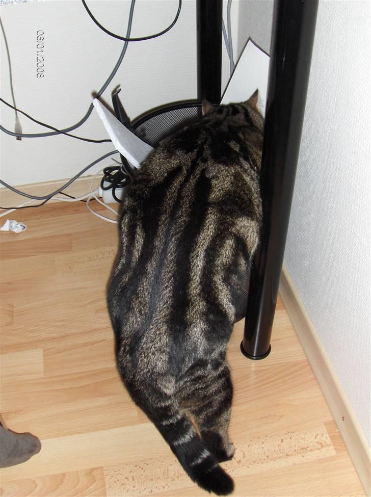 Huskat Big Foot - "Jeg kigger lige om der er noget spændene i skrallespanden" billede 9