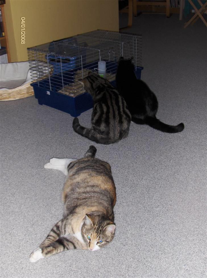 Huskat Findus - "at de gider det marsvi der!" billede 9