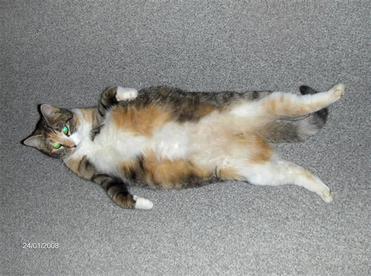 Huskat Findus - "Nu tror i sikkert jeg er med killinger men det er jeg ikke, jeg er bare lidt små buttet.." billede 10