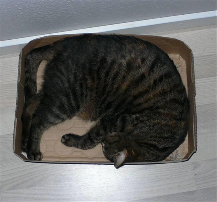Huskat MISKA... - Synes lige at dette skal med - KATTE-kasse eller REJE-kasse??? Bedøm selv billede 7