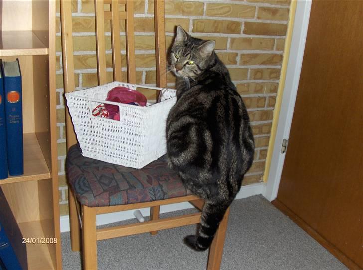 Huskat Big Foot - "Jeg er ikke sur bare rolig" billede 10