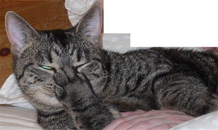 Huskat MISKA... - Ligger lige her - lørdag formiddag og gider ikke stå op billede 8