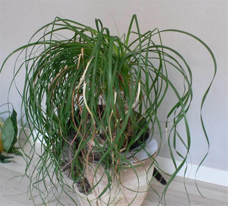 Huskat MISKA... - MISKA i junglen - hun ved at hun ikke må lege i blomsterne - men man er vel en kat billede 9