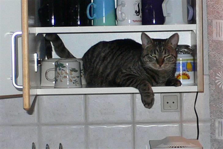 Huskat MISKA... - Nææ, mor er ved at dække kaffebord og her var lige en plads til mig. billede 10