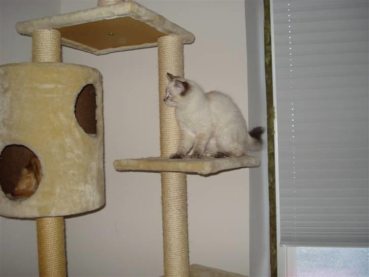 Ragdoll Lia billede 8