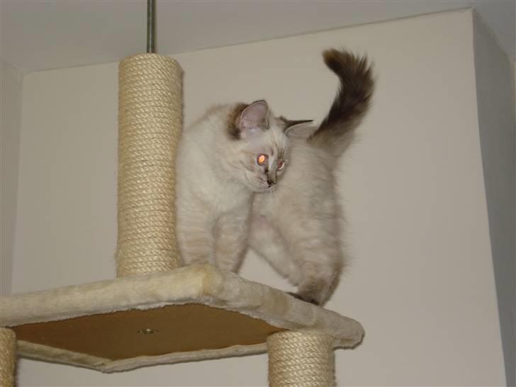 Ragdoll Lia billede 9