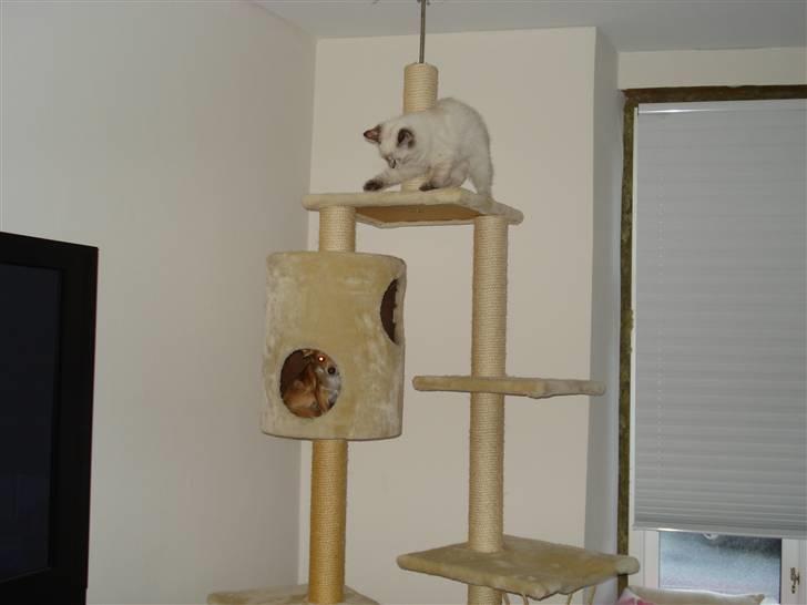 Ragdoll Lia billede 10