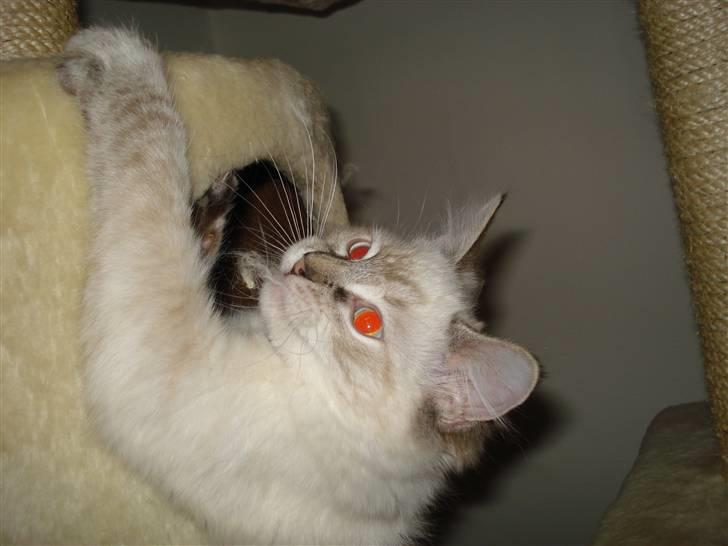 Ragdoll Lia billede 11