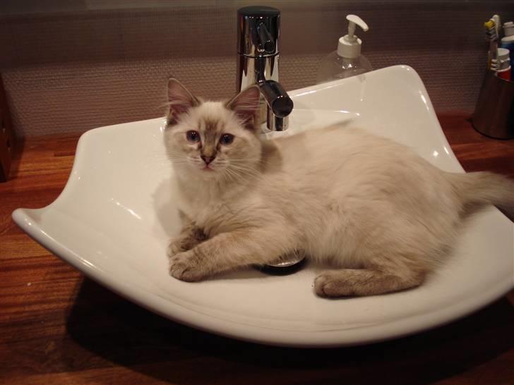 Ragdoll Lia billede 12