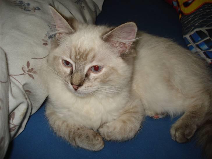 Ragdoll Lia billede 13