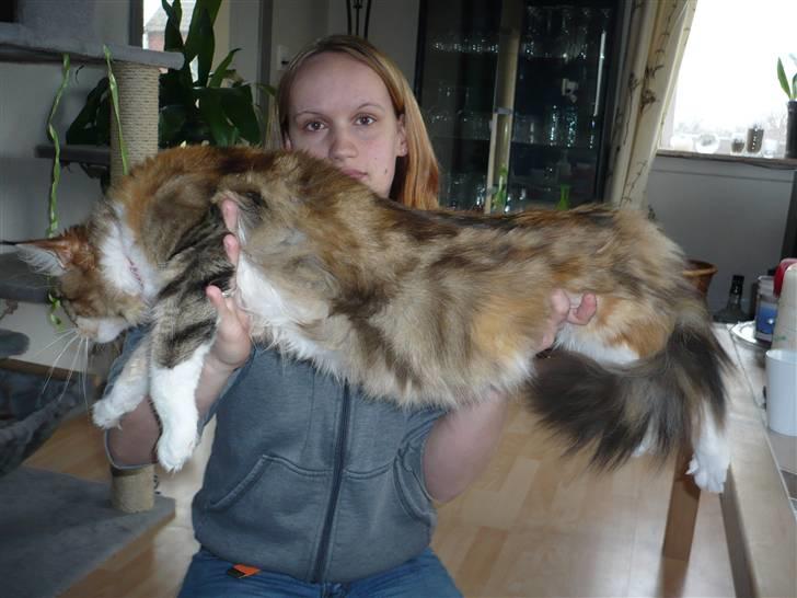 Maine Coon Nala - Nala der nu er med mislinger billede 9