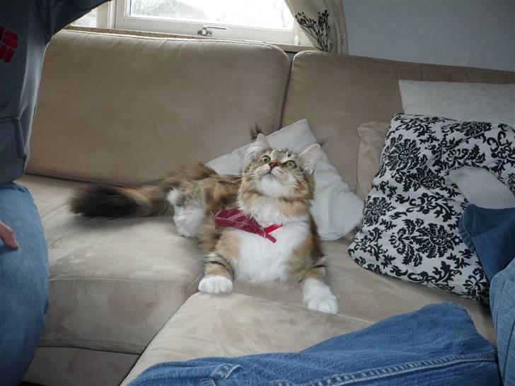 Maine Coon Nala billede 10