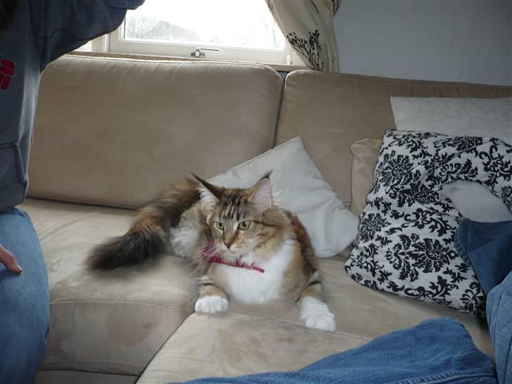 Maine Coon Nala billede 11