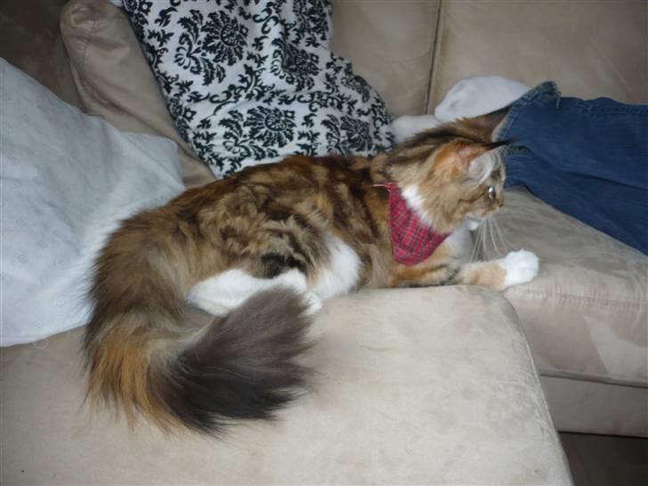 Maine Coon Nala billede 12