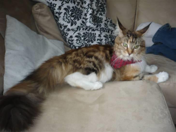 Maine Coon Nala billede 13