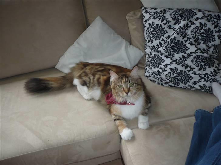 Maine Coon Nala - Afslapning i sofaen billede 14