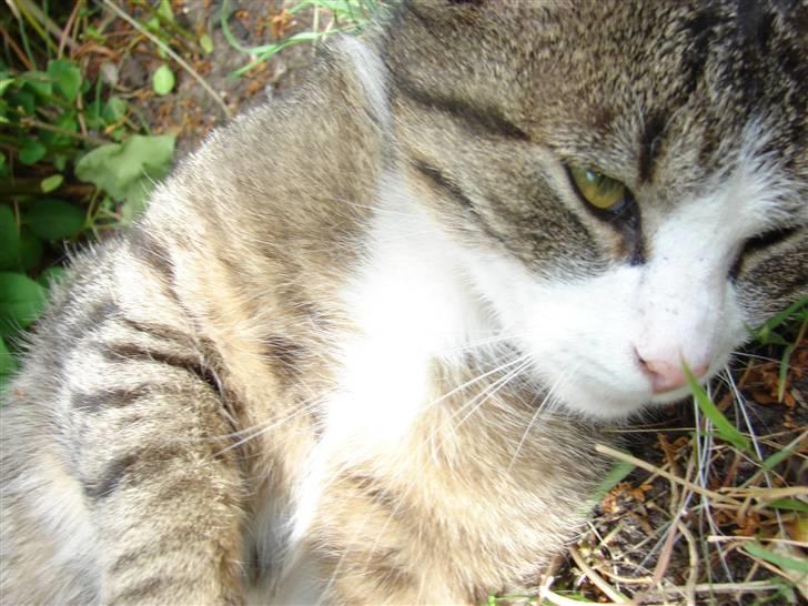 Huskat ziggy<3 lærkes billeder af katte uploaded af lærke . Ziggy køkken