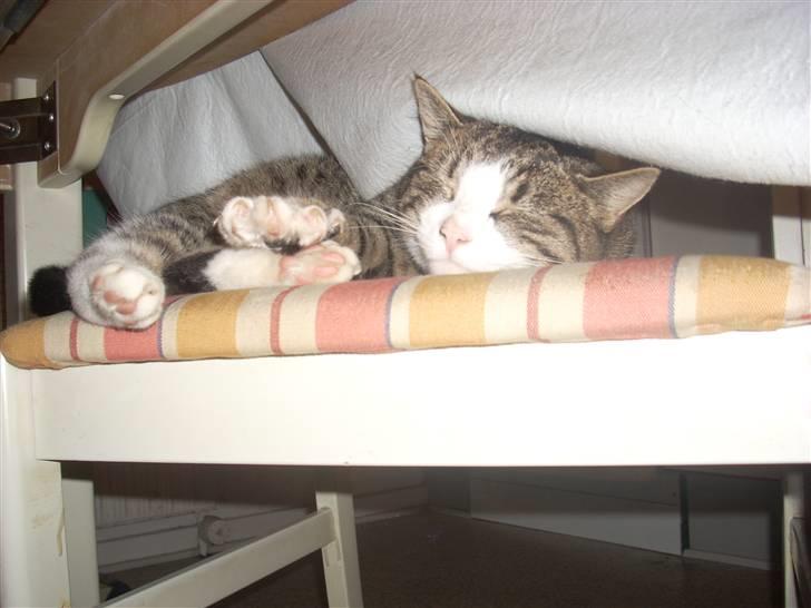 Huskat ziggy<3 lærkes billeder af katte uploaded af lærke . Ziggy køkken