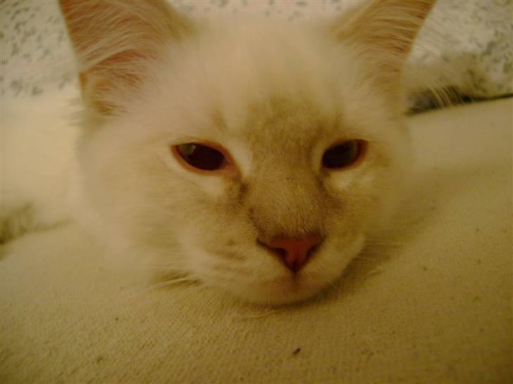 Ragdoll Fjotte - Pyeh! Bedsteforældre på besøg i en time! Lad mig nu lige sove den ud?.. billede 12