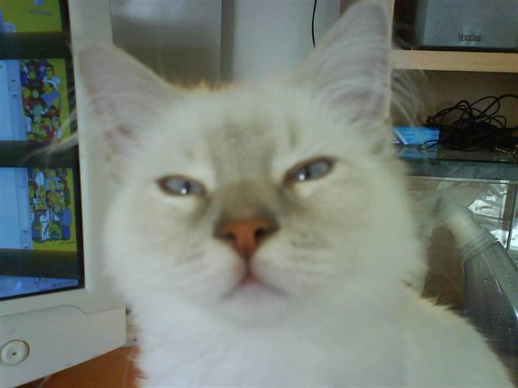 Ragdoll Fjotte - Pigerne ka´ li´ når jeg er en gangster! Så ta´ det billede.. NU! billede 13