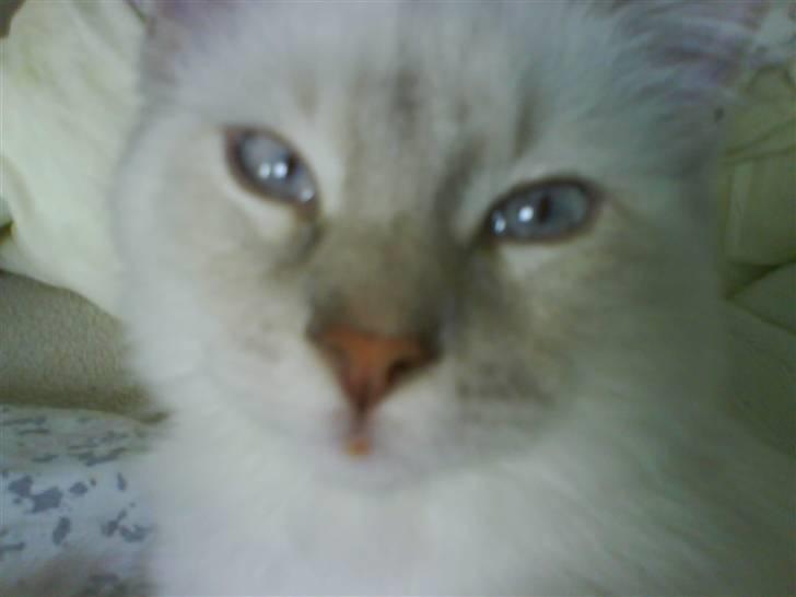 Ragdoll Fjotte - Sku´ vi ikk´ ta´ og nusse lidt iaften? Os to? billede 14