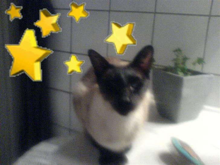 Siameser Toro Vincent Van Gaugh - I know im a star(; Du savnet min misser:´) billede 2