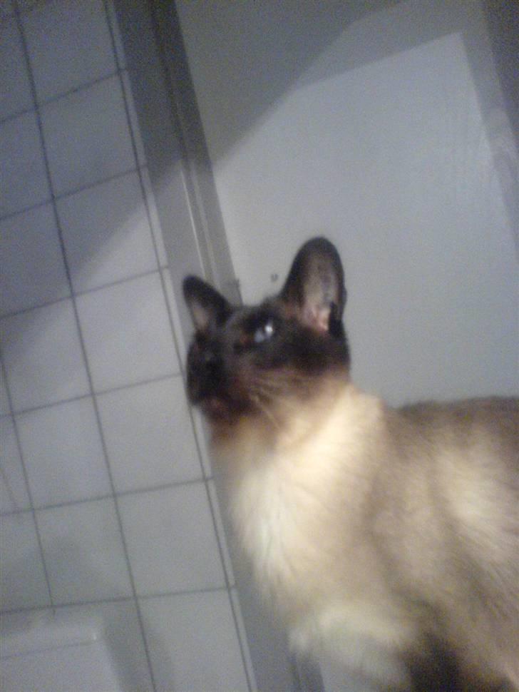 Siameser Toro Vincent Van Gaugh - Ja her er han rigtigt kommet i rampelyset:D billede 3