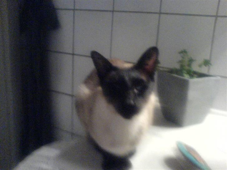 Siameser Toro Vincent Van Gaugh - halløj lille vinne-mis! billede 4