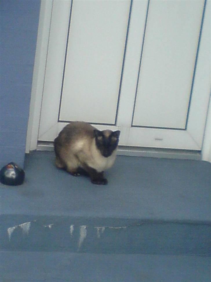 Siameser Toro Vincent Van Gaugh - Nu har de låst mig ude igen!  billede 1