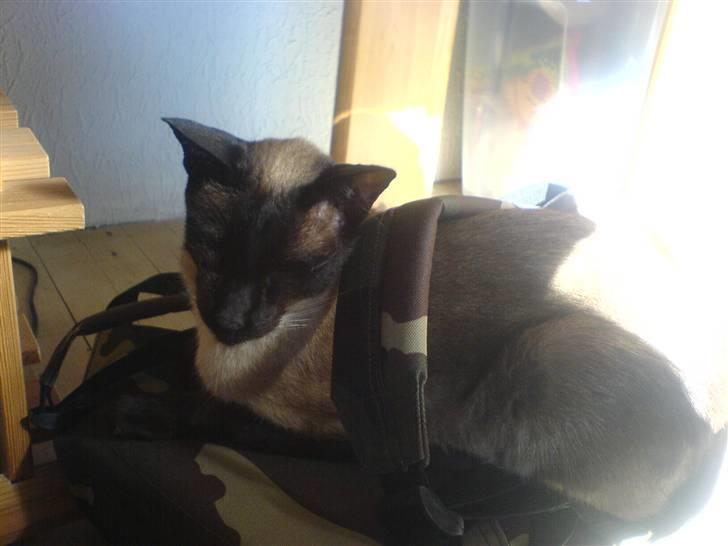 Siameser Toro Vincent Van Gaugh - her har han simpelthen valgt at ligge og sole sig på min lillebrors skoletaske haha hvor sødt billede 5