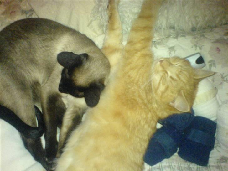 Siameser Toro Vincent Van Gaugh - her ligger han med sin bedste ven Garfield billede 6