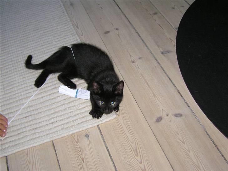 Huskat Simba billede 1