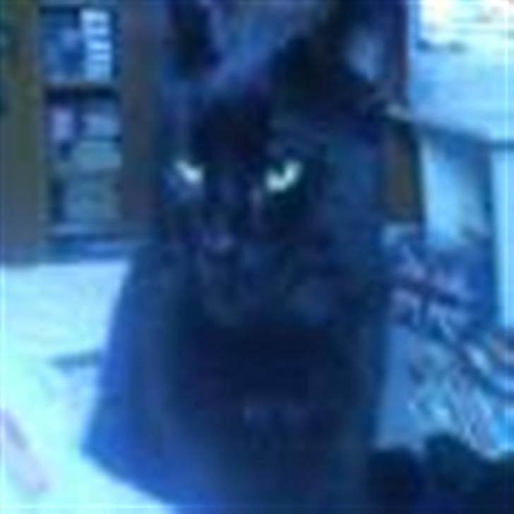 Huskat Simba billede 3