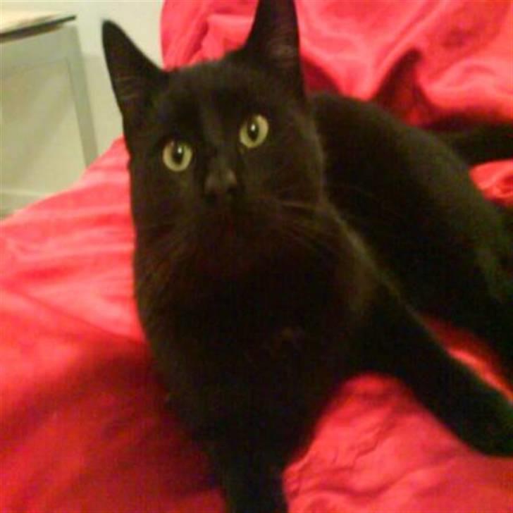 Huskat Simba billede 4