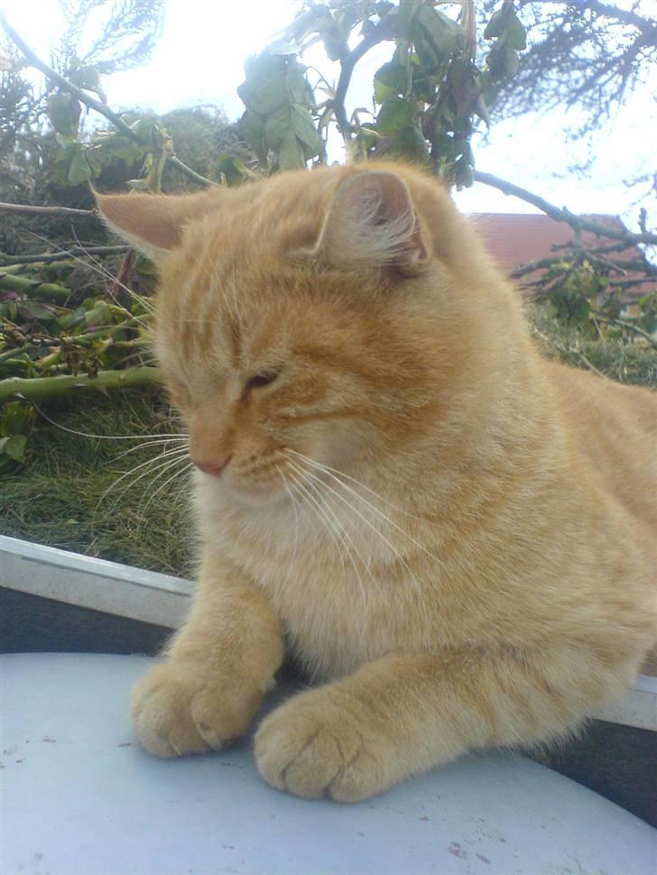 Huskat Garfield (Giffe) - er jeg ikke bare noget af det ædleste du nogen sinde har set?? billede 1