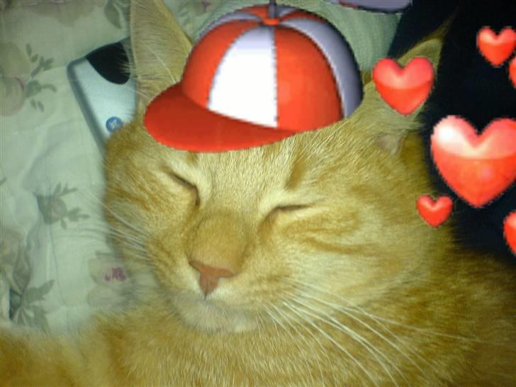 Huskat Garfield (Giffe) - okay jeg bad hende ikke om at lave det her billed billede 2