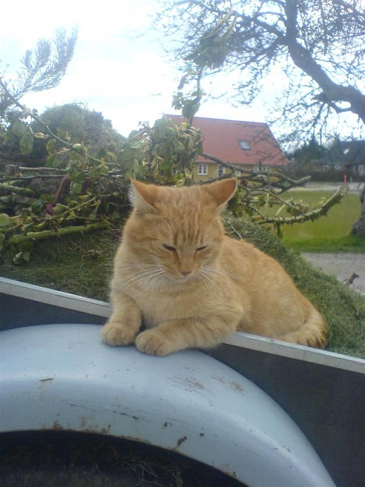 Huskat Garfield (Giffe) - jeg er HOT!! billede 3