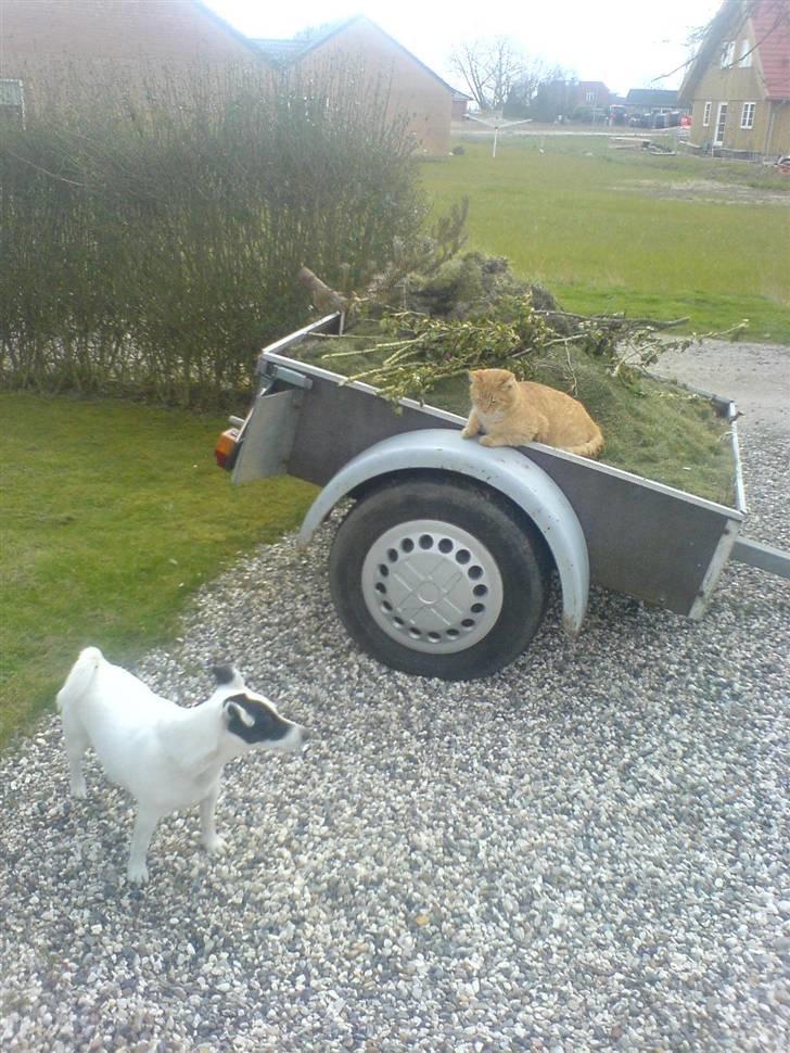 Huskat Garfield (Giffe) - her tager jeg lige en alvorlig snak med naboens hund billede 4