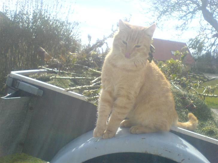 Huskat Garfield (Giffe) - IM THE KING!!! billede 5