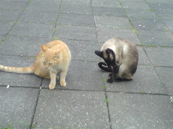 Huskat Garfield (Giffe) - det med at bade det gider jeg bare ikke billede 7