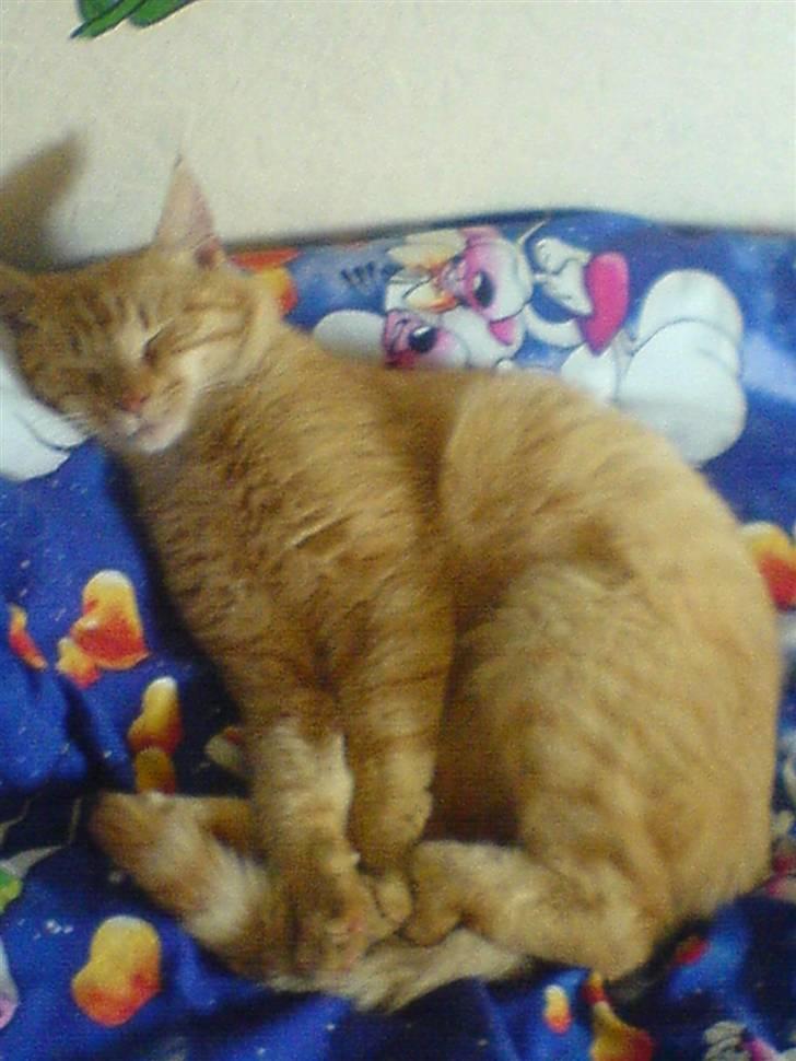 Huskat Garfield (Giffe) - arrh det her er livet billede 8